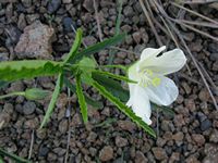 Hibiscus articulatus fl-t.JPG